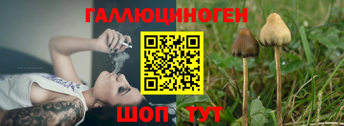наркотики  Вход с VPN  Партизанск  Галлюциногенные грибы Psilocybe  Псилоцибиновые грибы Psilocybe 